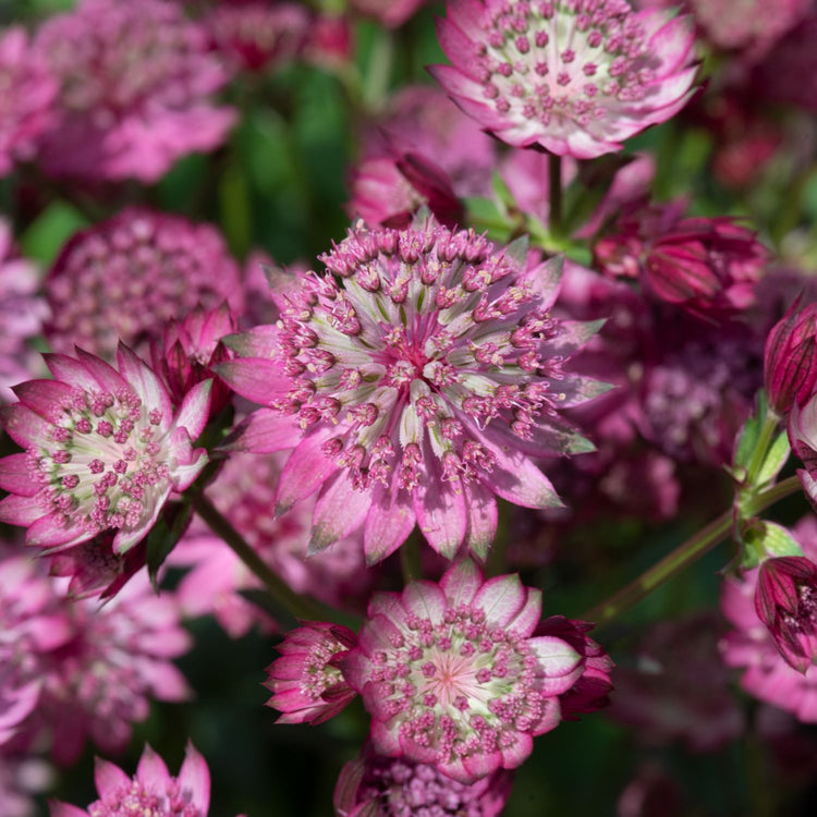 Astrantia Plant 'Button Cerise'