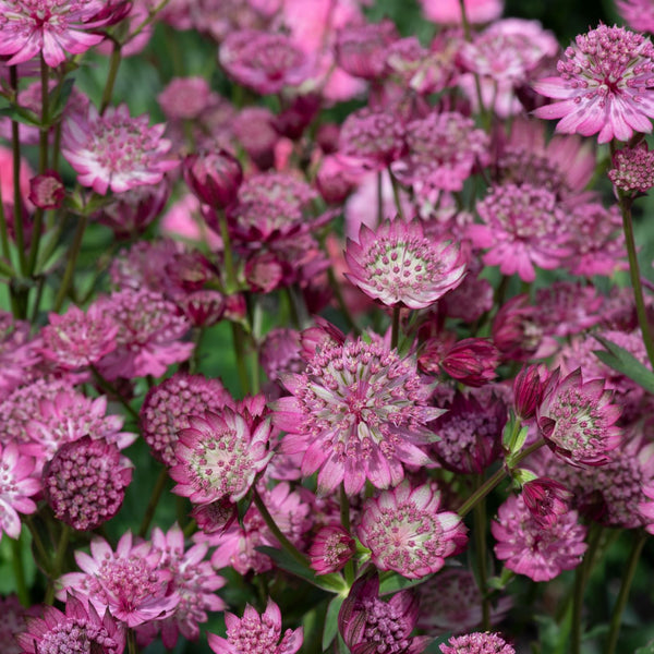 Astrantia Plant 'Button Cerise'