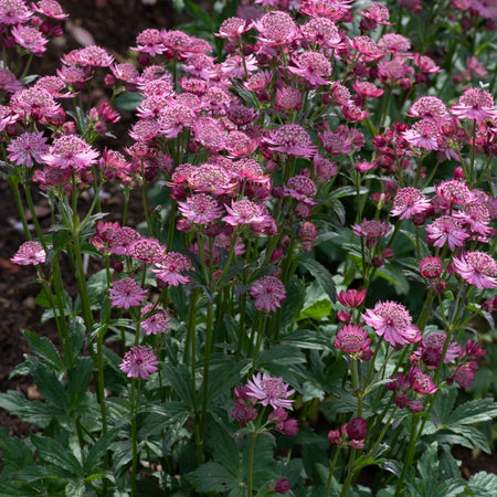 Astrantia Plant 'Button Cerise'