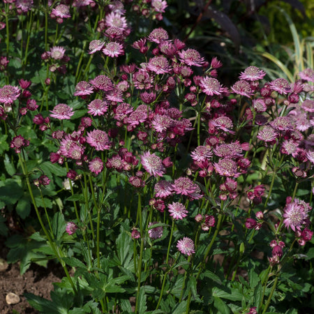 Astrantia Plant 'Button Cerise'