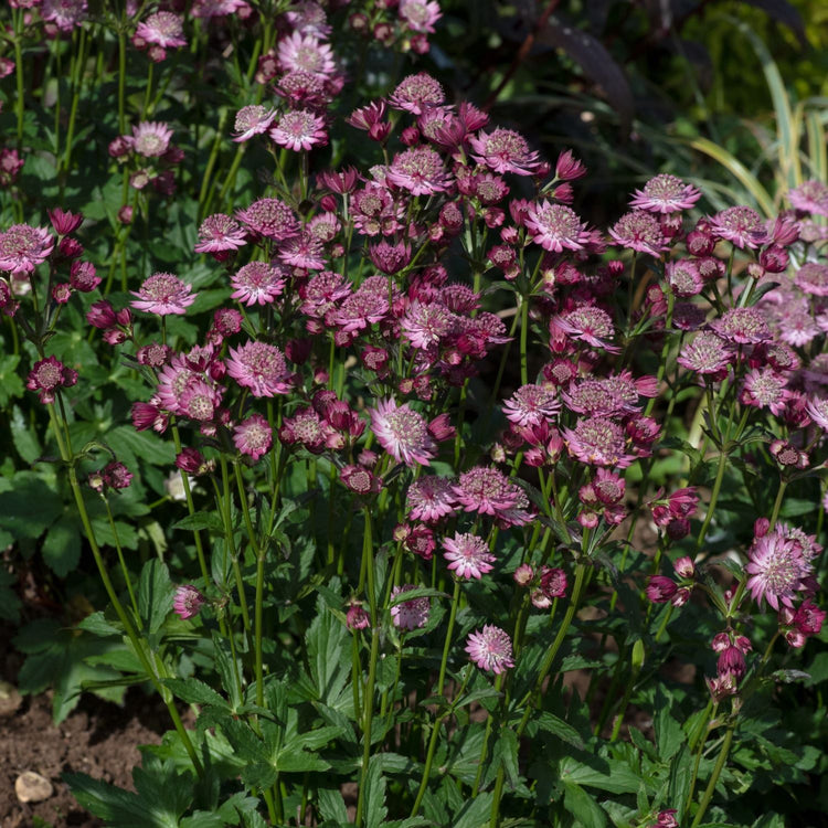 Astrantia Plant 'Button Cerise'