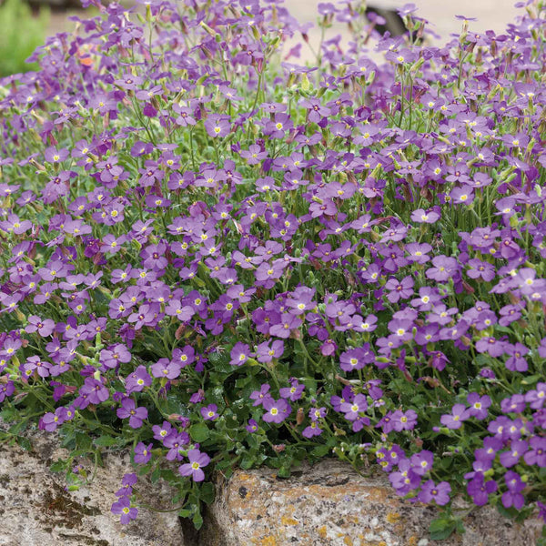 Aubrieta Plant 'BlueTit'