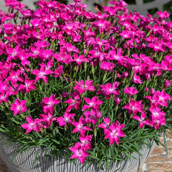 Dianthus Plant 'Kahori'