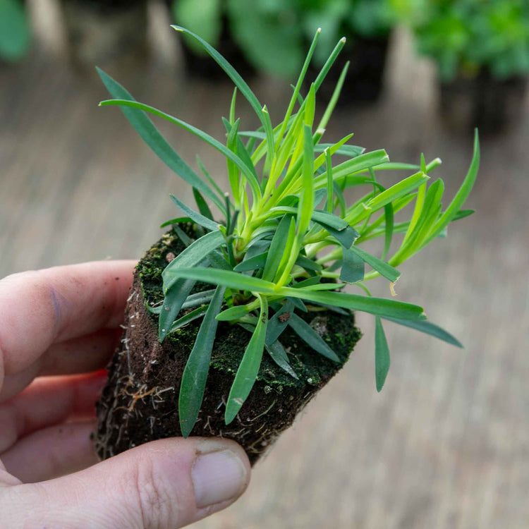 Dianthus Plant 'Kahori'