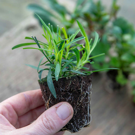 Dianthus Plant 'Pinks Scent First Tickled Pink'