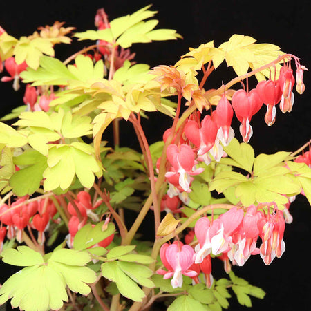 Dicentra Plant 'Ruby Gold'