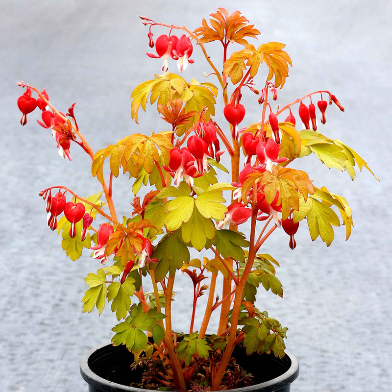 Dicentra Plant 'Ruby Gold'