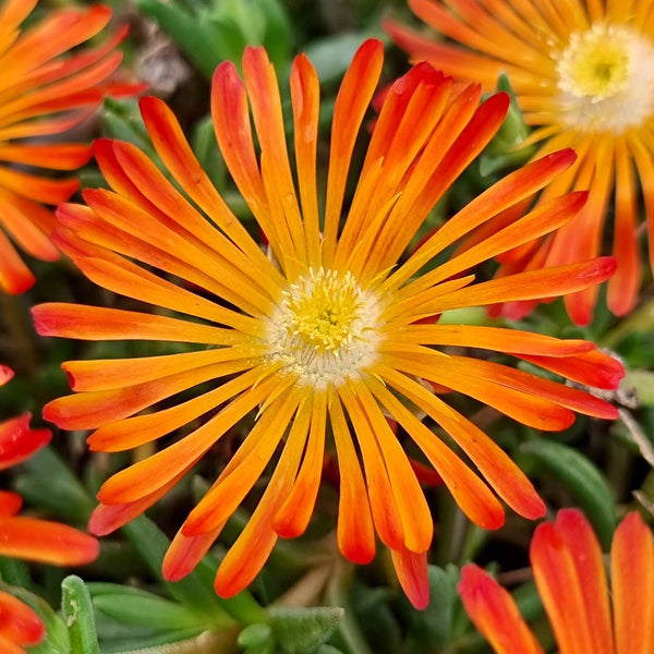 Delosperma Plant 'Orange Vibe'