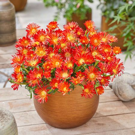 Delosperma Plant 'Orange Vibe'