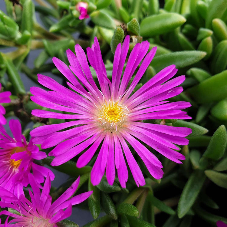 Delosperma Plant 'Sunset Violet'