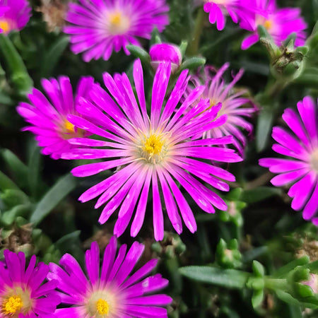 Delosperma Plant 'Sunset Violet'