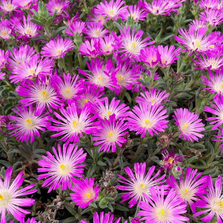 Delosperma Plant 'Sunset Violet'