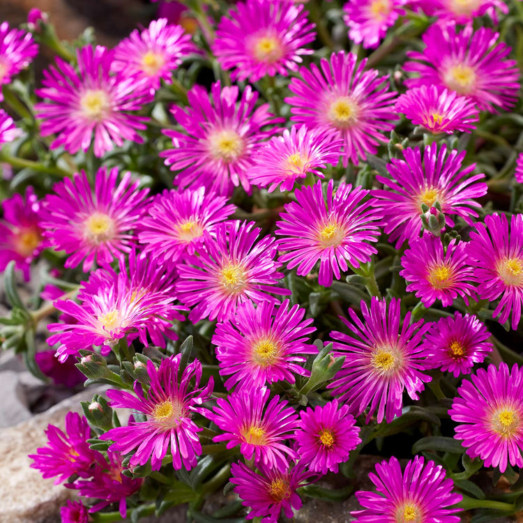 Delosperma Plant 'Sunset Violet'