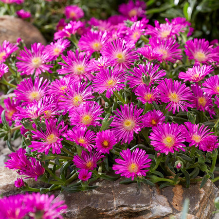 Delosperma Plant 'Sunset Violet'