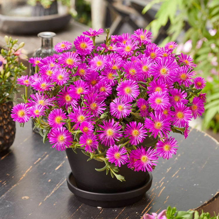 Delosperma Plant 'Sunset Violet'