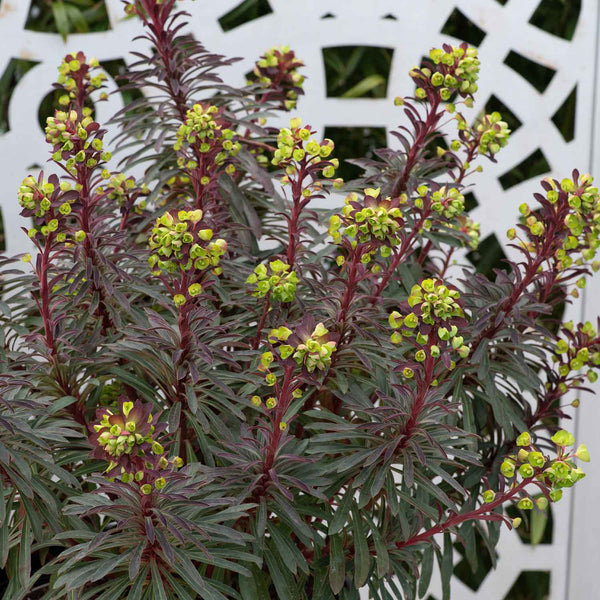 Euphorbia Plant 'Miners Merlot'