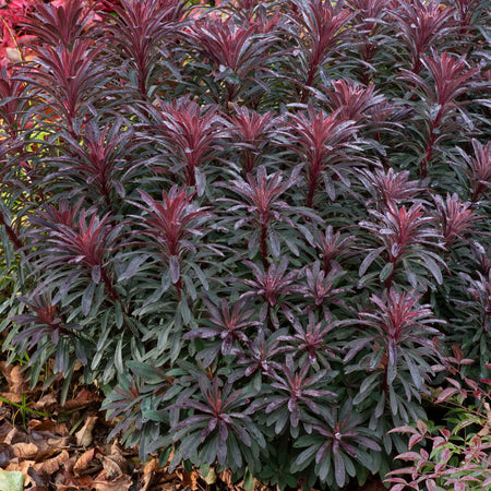 Euphorbia Plant 'Miners Merlot'