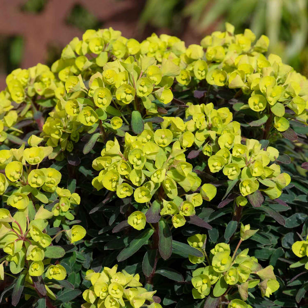 Euphorbia Plant 'Ascot Petite'