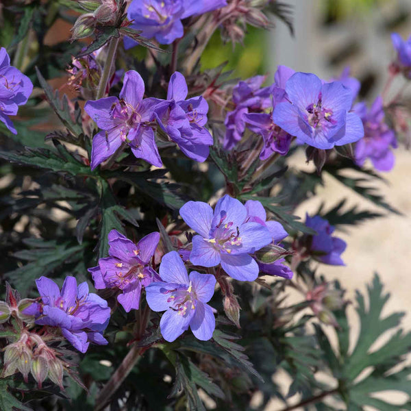 Geranium Plant 'Storm Clouds'