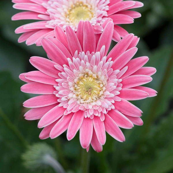 Gerbera Plant 'Sweet Memories'