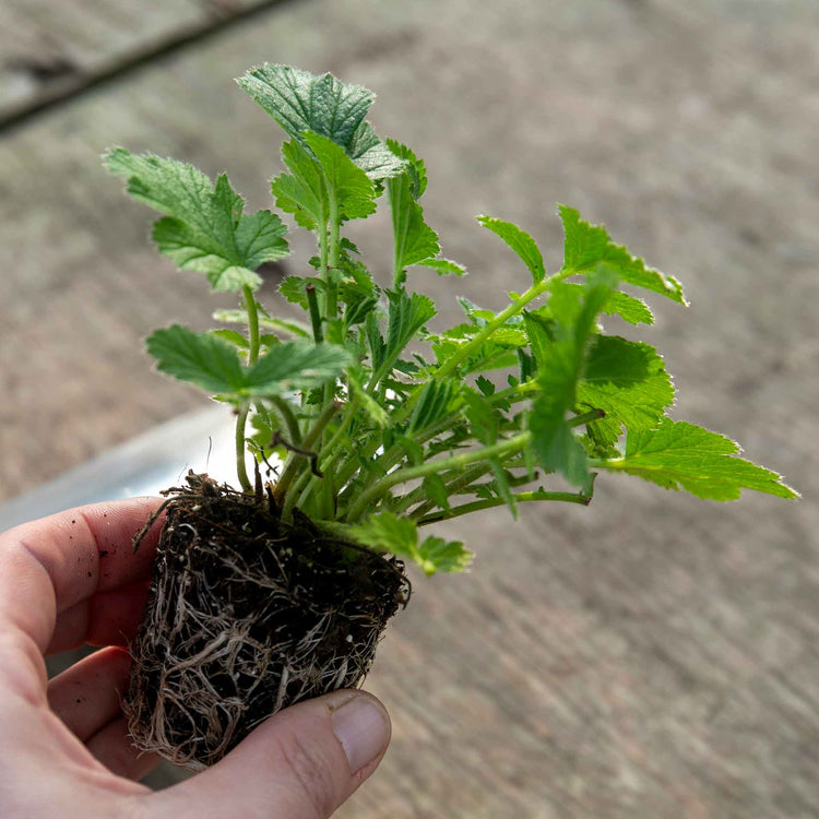 Geum Plant 'Totally Tangerine'