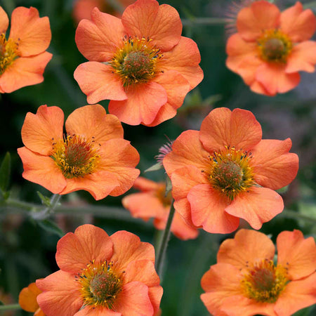 Geum Plant 'Totally Tangerine'