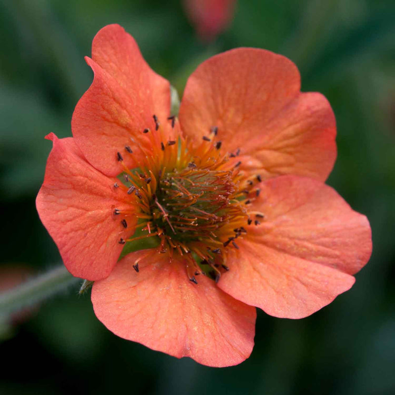 Geum Plant 'Totally Tangerine'