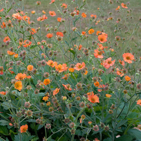 Geum Plant 'Totally Tangerine'