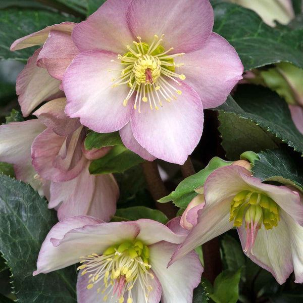 Helleborus Plant 'Ice 'N' Roses Rose'