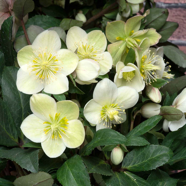 Helleborus Plant 'Snow Dance'