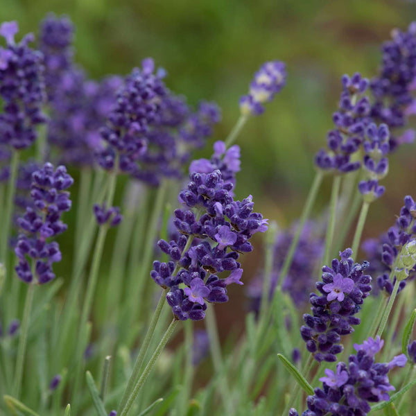 Lavender Plant 'BeeZee Dark Blue'