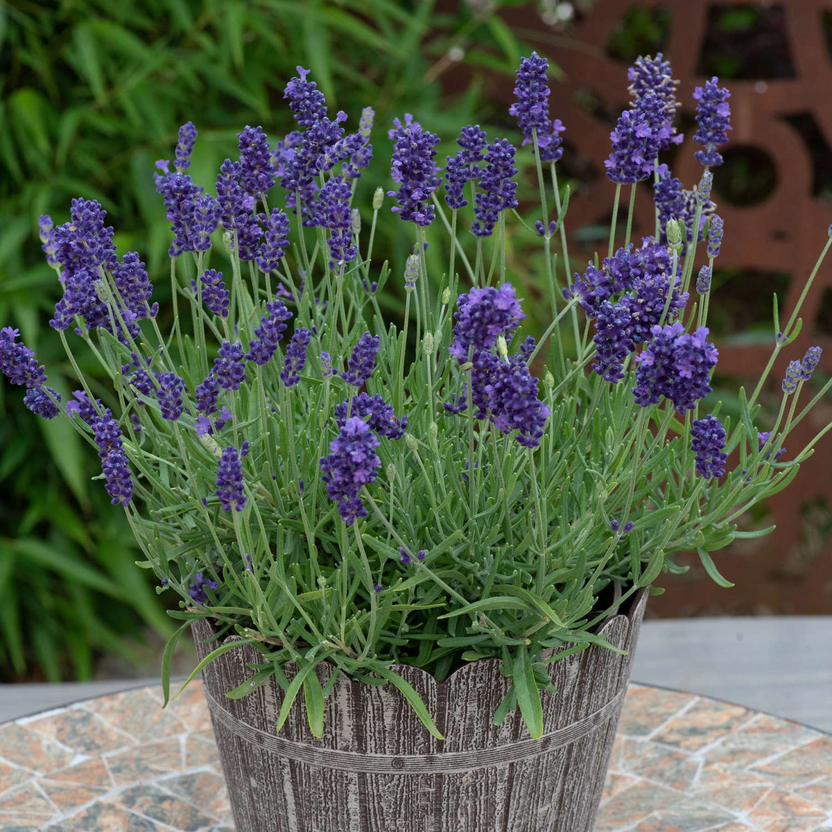 Lavender Plant 'BeeZeeDark Blue' - 12 x Garden Ready Plants | Buy ...