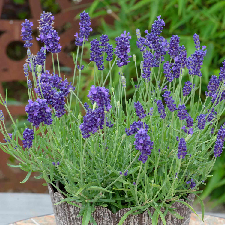 lavender mini blue plants Lavender Plant 'BeeZee Dark Blue'