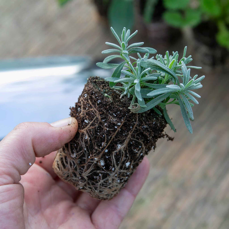 Lavender Plant 'BeeZee Dark Blue'