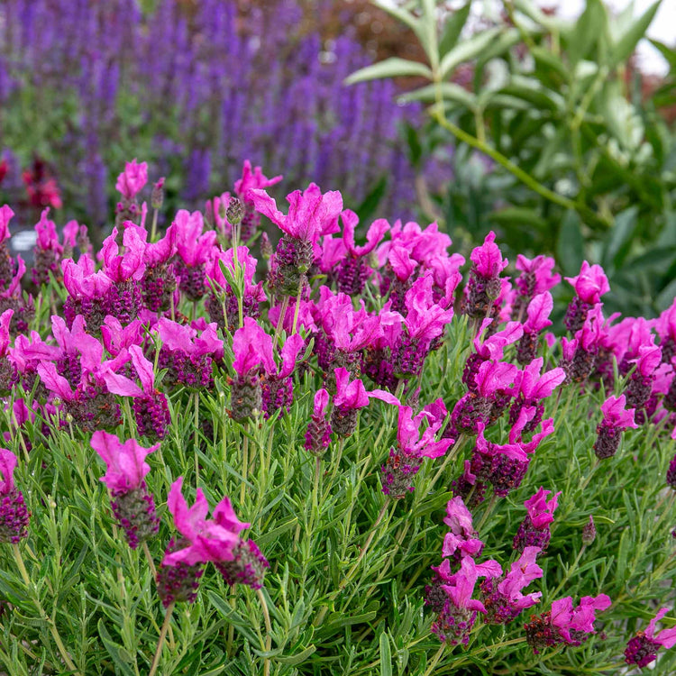 butterfly lavender plant Lavender Plant 'Butterfly Garden Pink Summer'