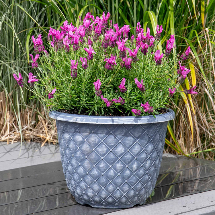 lavender plants bunnings Lavender Plant 'Butterfly Garden Pink Summer'