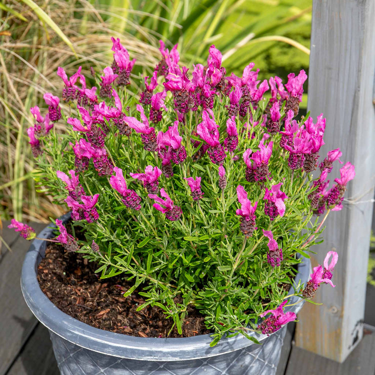 lavender plant butterfly Lavender Plant 'Butterfly Garden Pink Summer'
