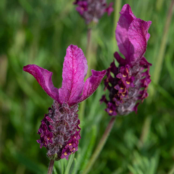 Lavender Plant 'Butterfly Garden Pink Summer'