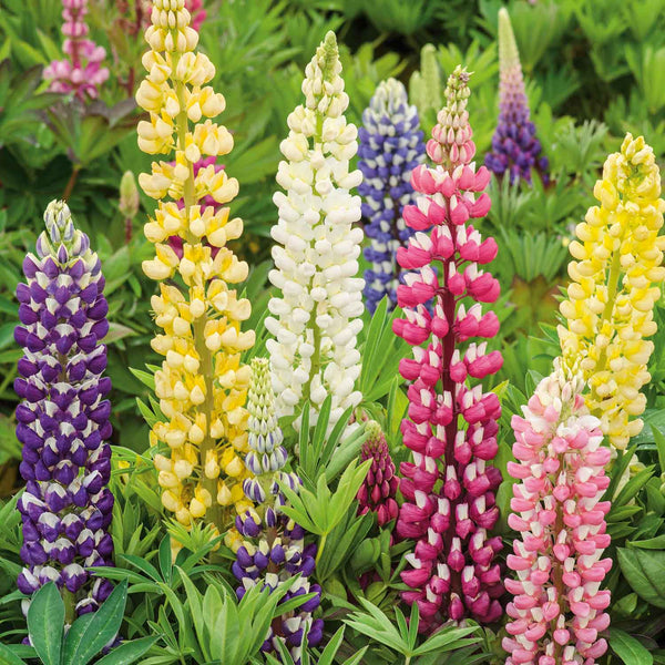 Lupin Plant 'Legendary Mix'