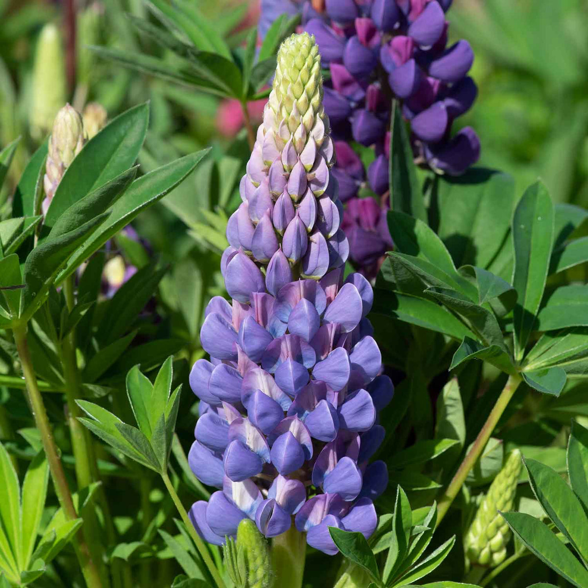 Lupin 'Legendary Blue Shades' x 6 Garden Ready Plants | Buy Lupin ...