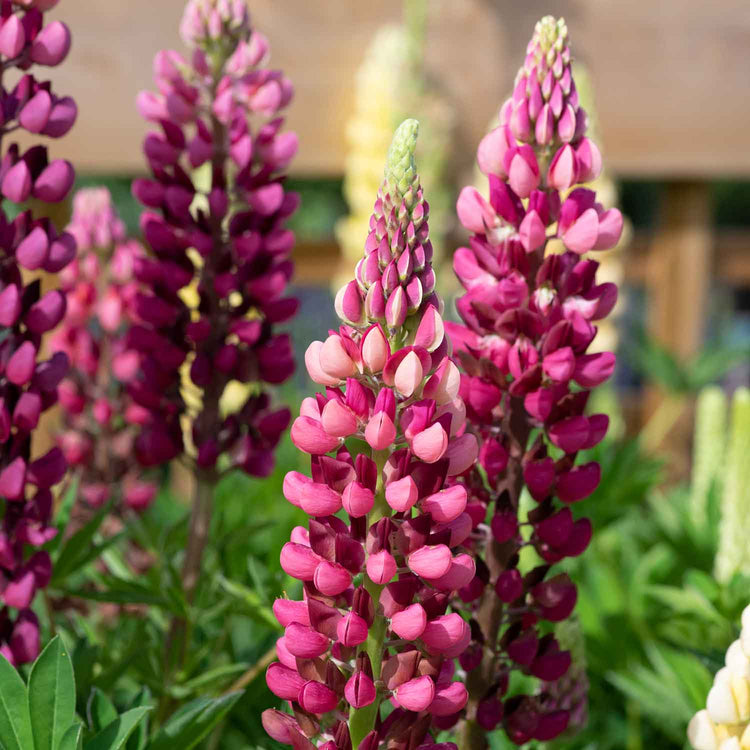 Lupin Plant 'Legendary Red Shades'