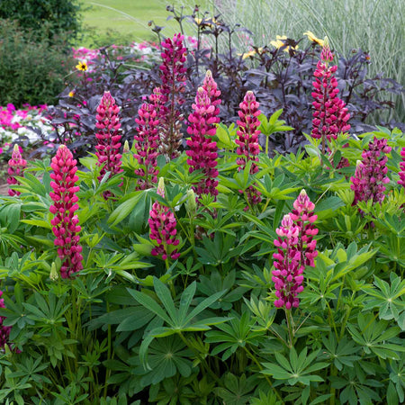 Lupin Plant 'Legendary Red Shades'