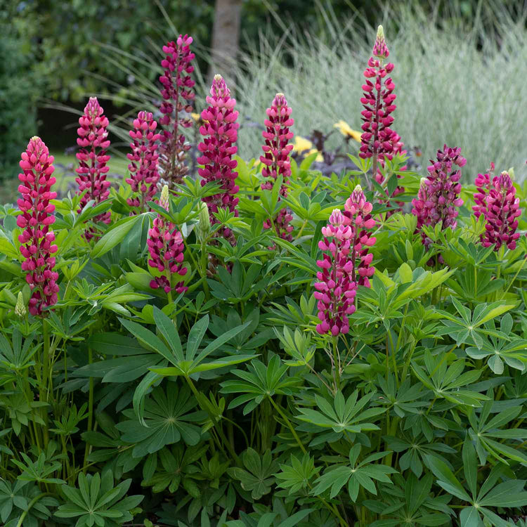 Lupin Plant 'Legendary Red Shades'