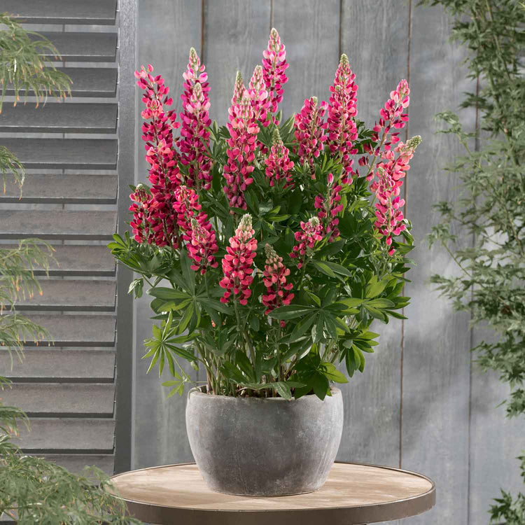 Lupin Plant 'Legendary Red Shades'