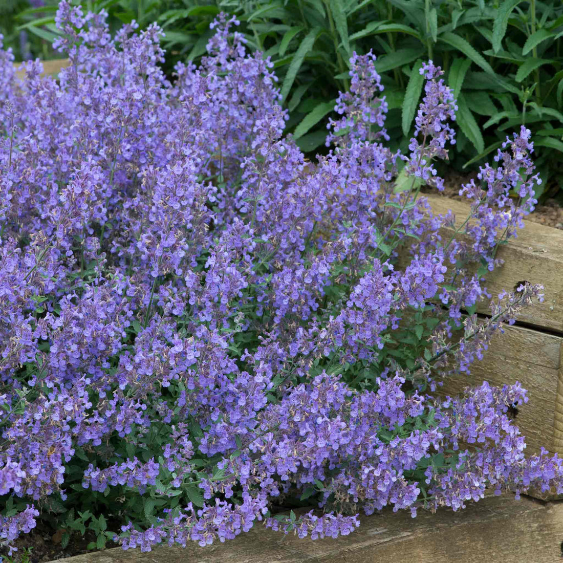 Nepeta Plant 'Junior Walker' | Marshalls Garden
