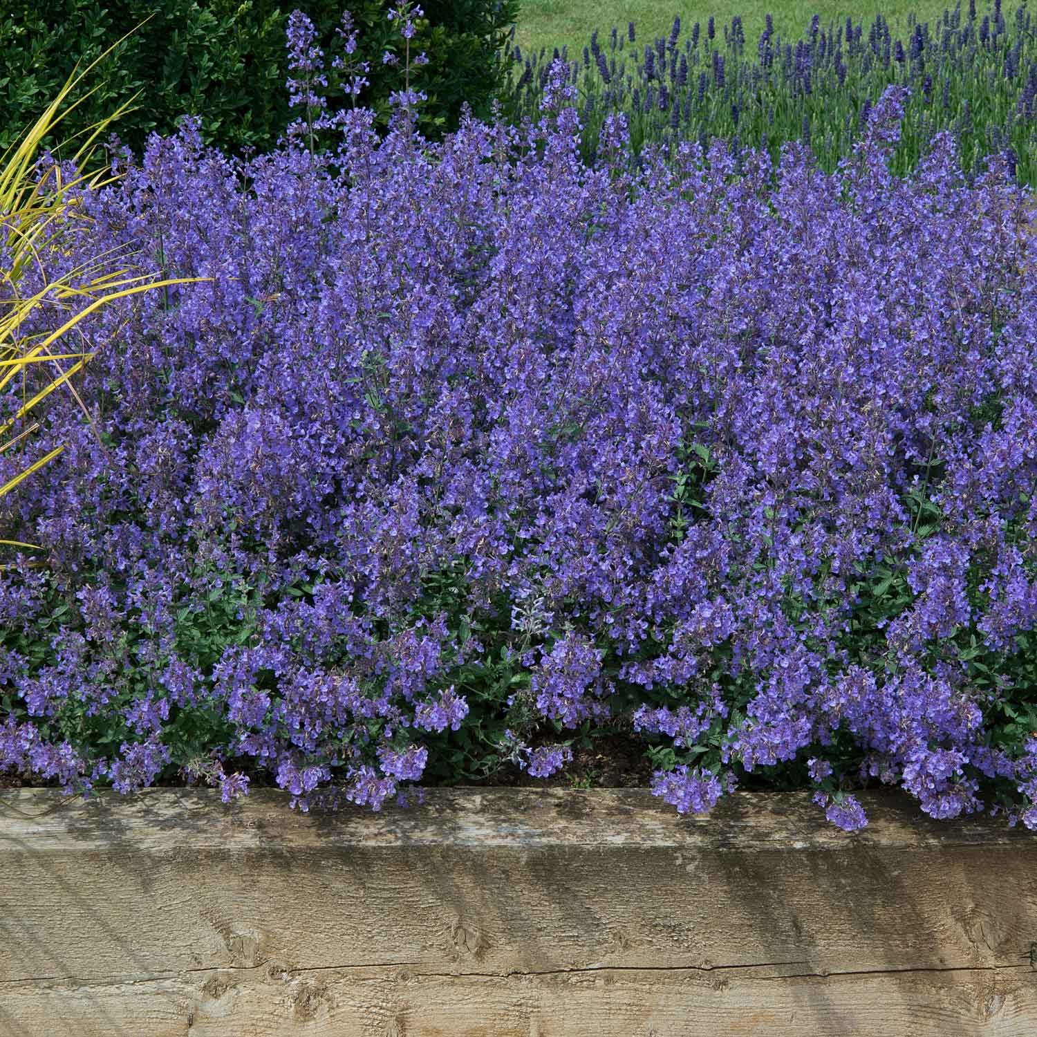 Cataria Nepeta Perennial Plant – Cataire Nepeta Cataria – JZAAG
