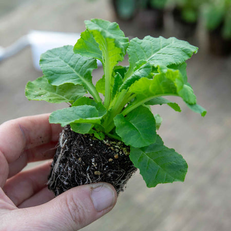 Primrose Plant 'Veris'