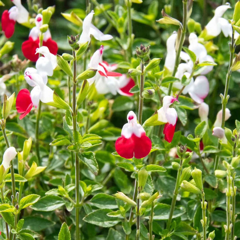 Salvia Plant 'Little Kiss'