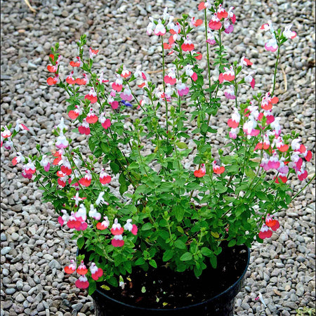 Salvia Plant 'Little Kiss'