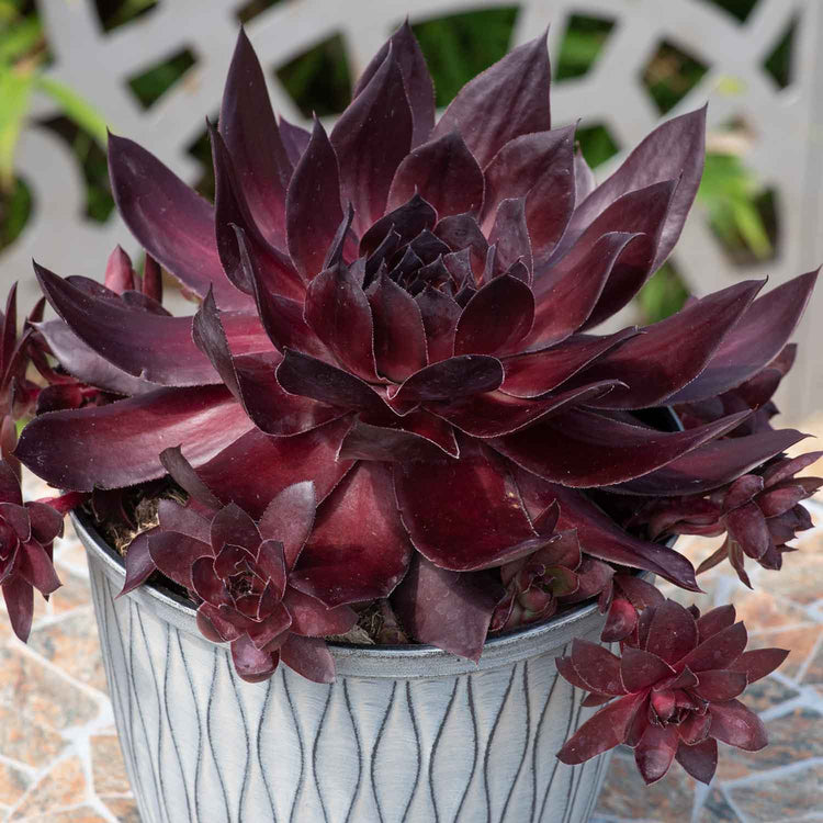 Sempervivum Plant 'Supersemps Onyx'